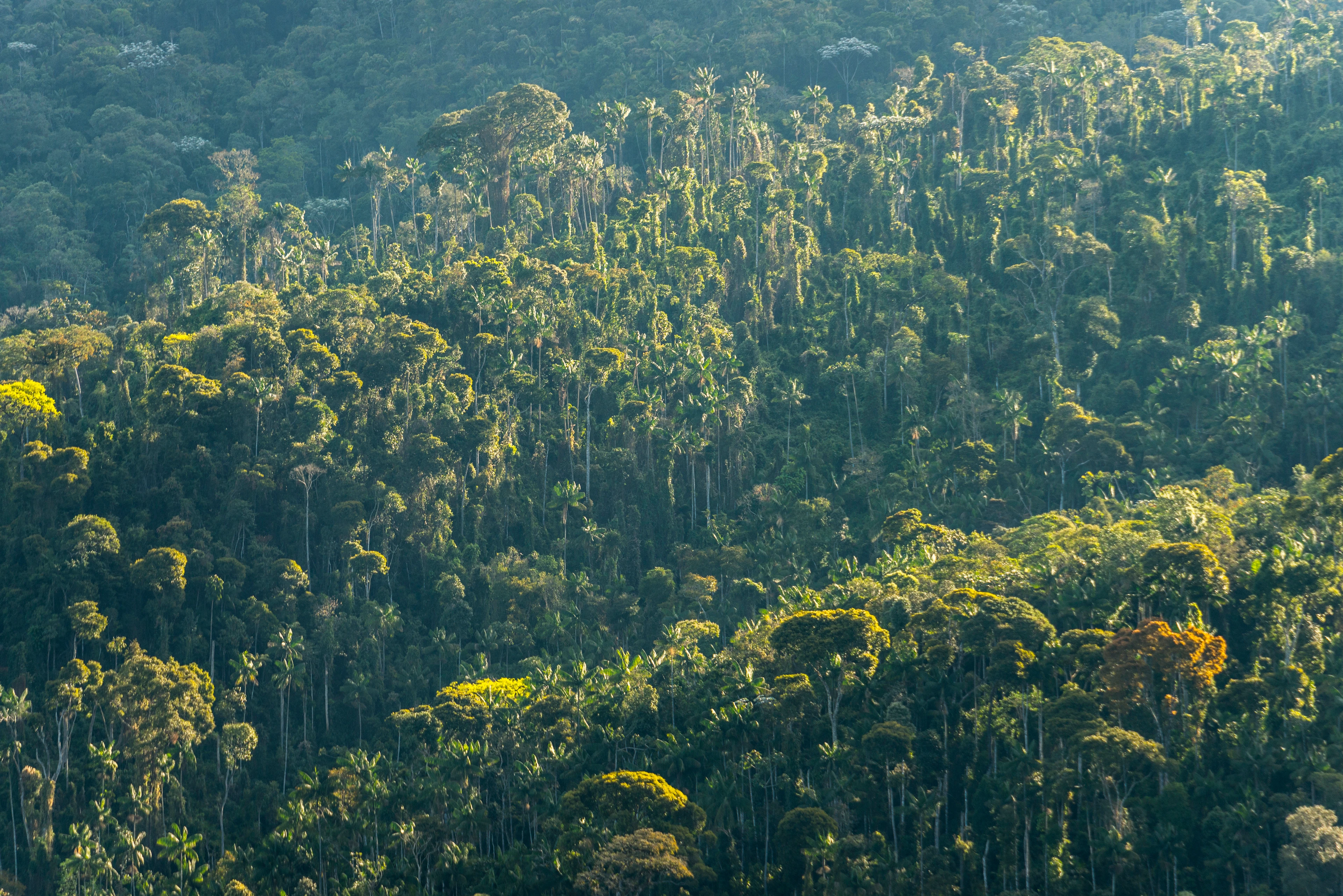 Dense green trees of Rio’s rainforest